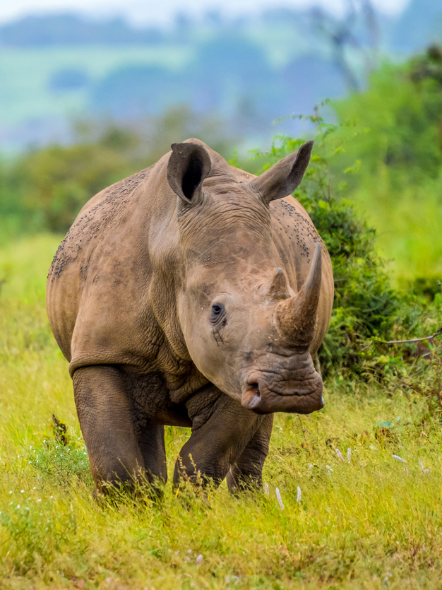 portrait of an african white rhinoceros or rhino or ceratotherium simum also know as square lipped rhinoceros in a south african game reserve