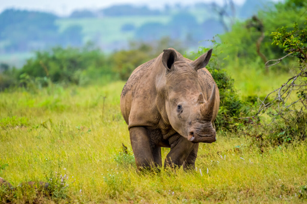 portrait of an african white rhinoceros or rhino or ceratotherium simum also know as square lipped rhinoceros in a south african game reserve
