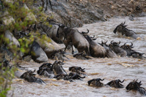 the big migration of the wildebeests in africa