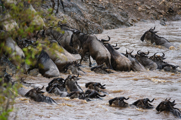the big migration of the wildebeests in africa