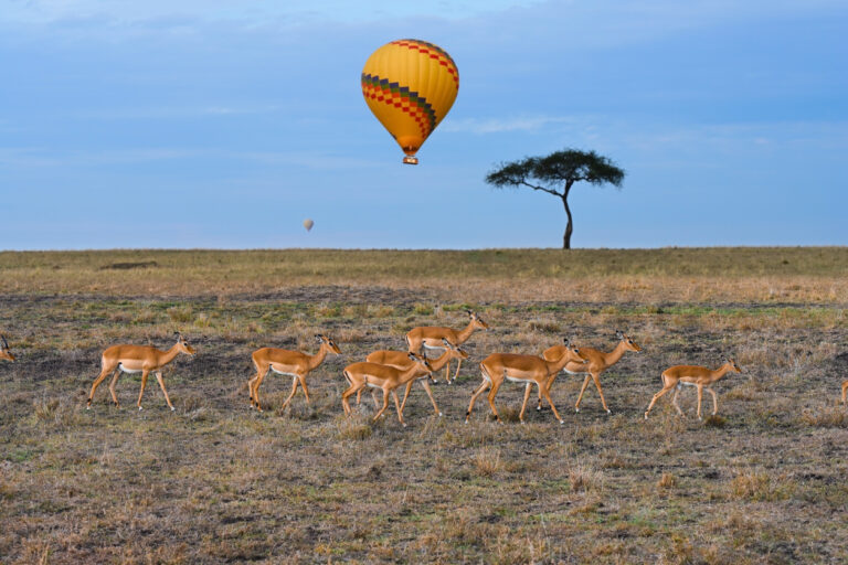 hot air balloon flying over the african savannah. kenya