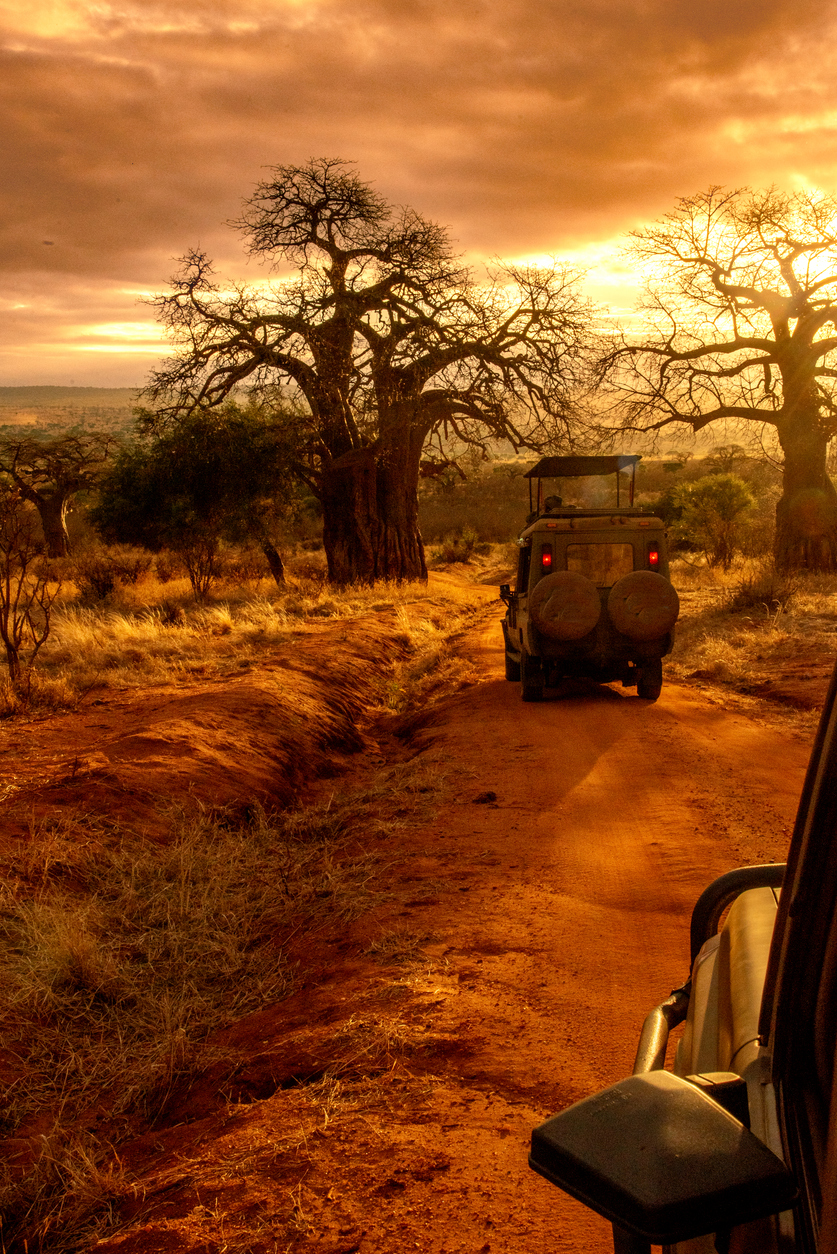 jeeps on safari at sunset in tanzania
