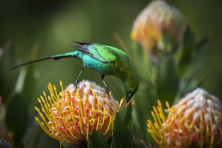 malachite sunbird (nectarinia famosa) perched on a pincushion protea. kirstenbosch national botanical garden. cape town, western cape. south africa.