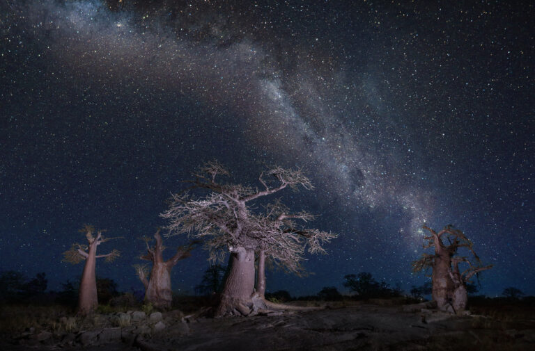 stars over baobabs