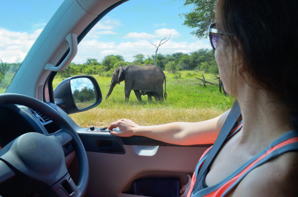 woman tourist on safari car vacation in south africa, looking at elephant in savannah
