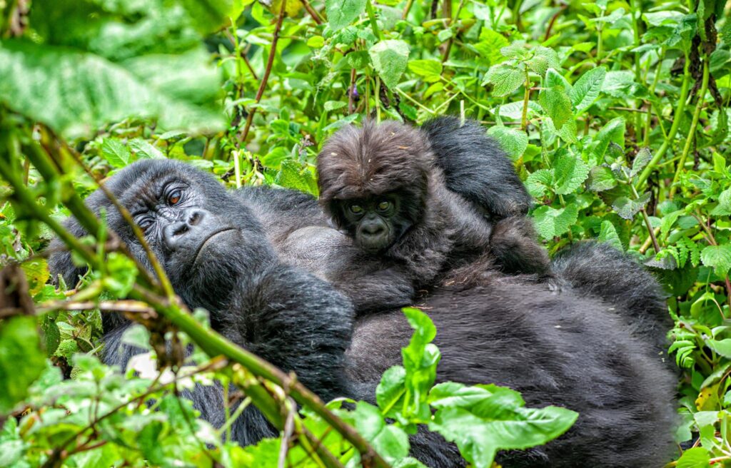 gorilla trekking