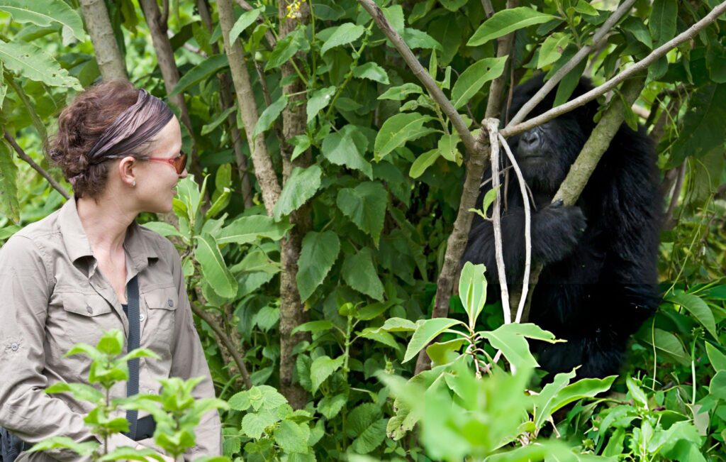 gorilla trekking1