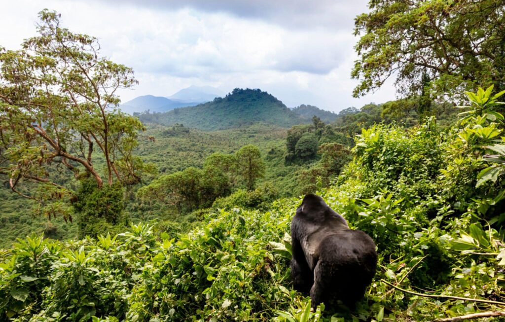 gorilla trekking2