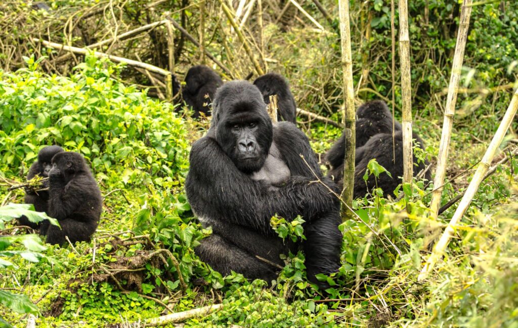 gorilla trekking3