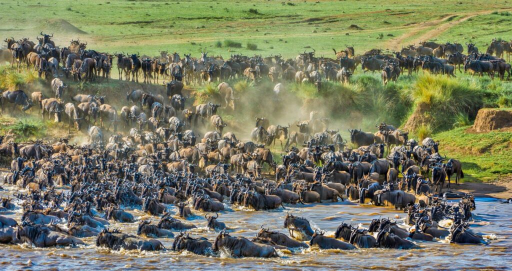 maasai mara