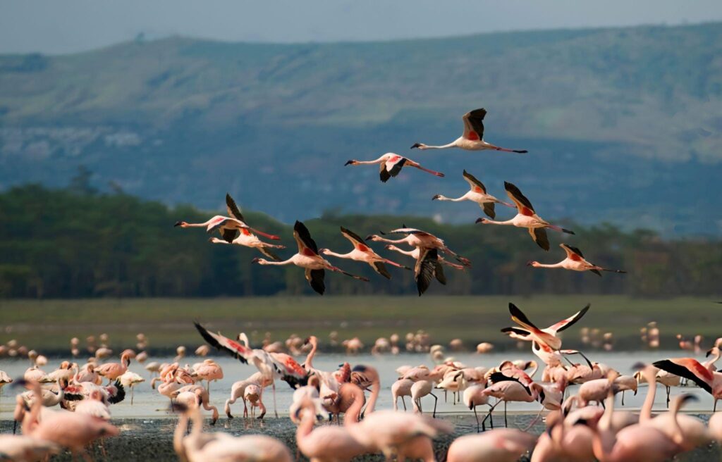 naivasha lake 7