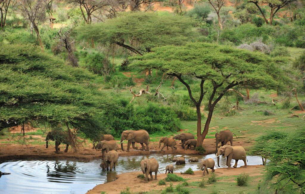 samburu 3