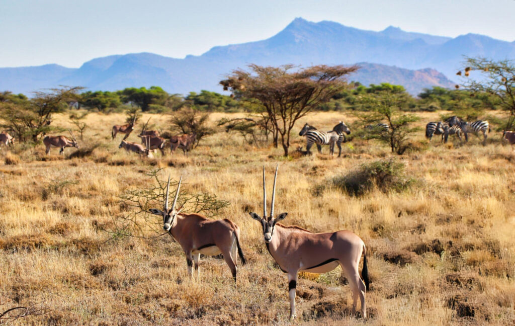 samburu 5