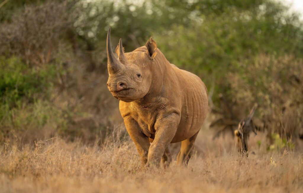 samburu 7